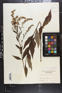 Solidago arguta var. boottii image