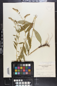 Solidago arguta var. boottii image