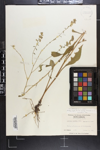 Solidago vaseyi image