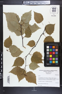 Betula papyrifera image