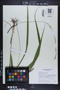 Diarrhena americana image