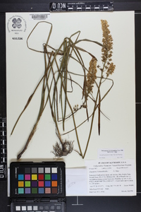 Stenanthium tennesseense image