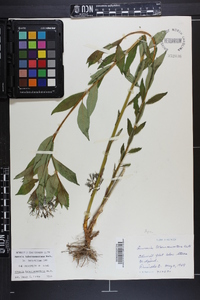 Amsonia tabernaemontana image