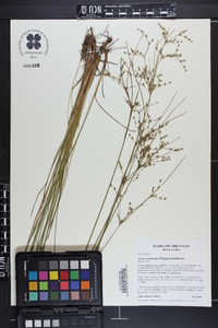 Juncus anthelatus image