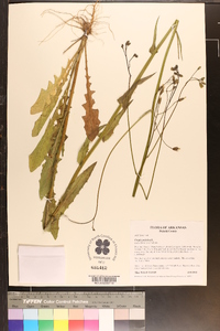 Crepis pulchra image