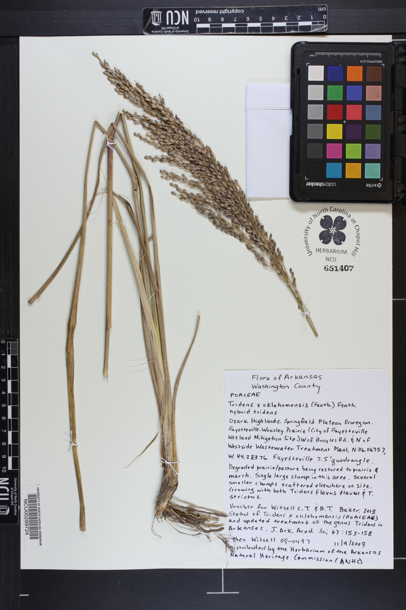 Tridens muticus var. elongatus image