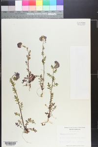 Phacelia maculata image