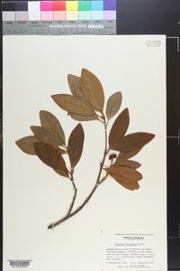 Illicium floridanum image
