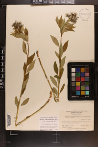 Amsonia tabernaemontana image