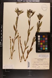 Amsonia tabernaemontana image