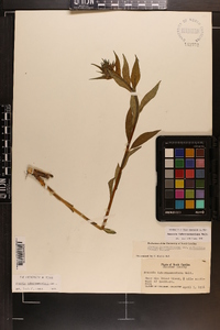 Amsonia tabernaemontana image