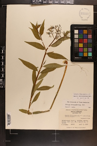 Amsonia tabernaemontana image