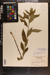 Amsonia tabernaemontana image