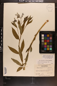 Amsonia tabernaemontana image