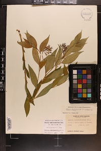 Amsonia tabernaemontana image