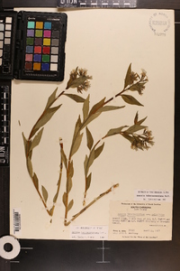 Amsonia tabernaemontana image