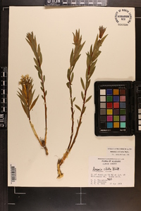 Amsonia ciliata image