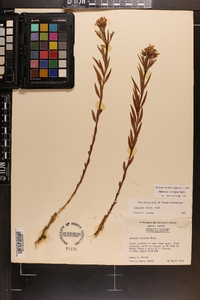 Amsonia ciliata image