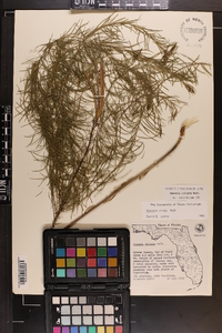 Amsonia ciliata image