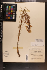 Amsonia ciliata image