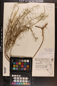 Amsonia ciliata image