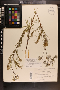 Amsonia ciliata image