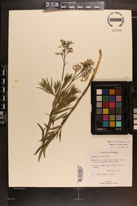 Amsonia ciliata image