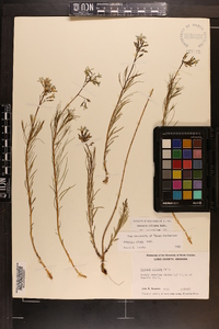 Amsonia ciliata image