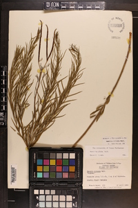 Amsonia ciliata image