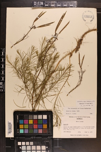 Amsonia ciliata image