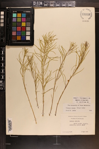 Amsonia ciliata image