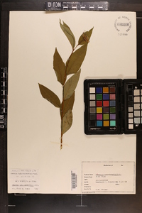 Amsonia tabernaemontana image