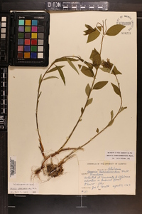 Amsonia tabernaemontana image