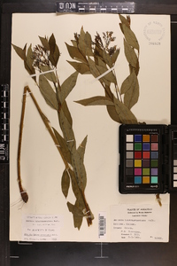 Amsonia tabernaemontana image