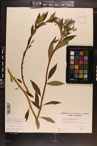 Amsonia tabernaemontana image