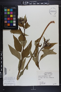 Amsonia tabernaemontana image