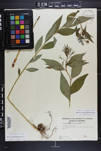 Amsonia tabernaemontana image