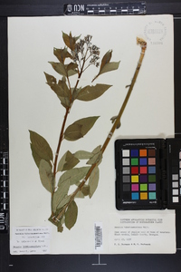 Amsonia tabernaemontana image