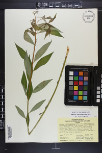 Amsonia tabernaemontana image