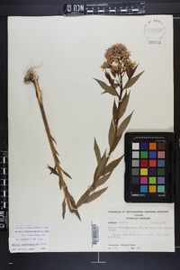 Amsonia tabernaemontana image