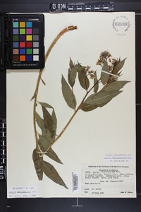 Amsonia tabernaemontana image