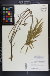 Amsonia tabernaemontana image