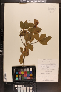 Calycanthus floridus image