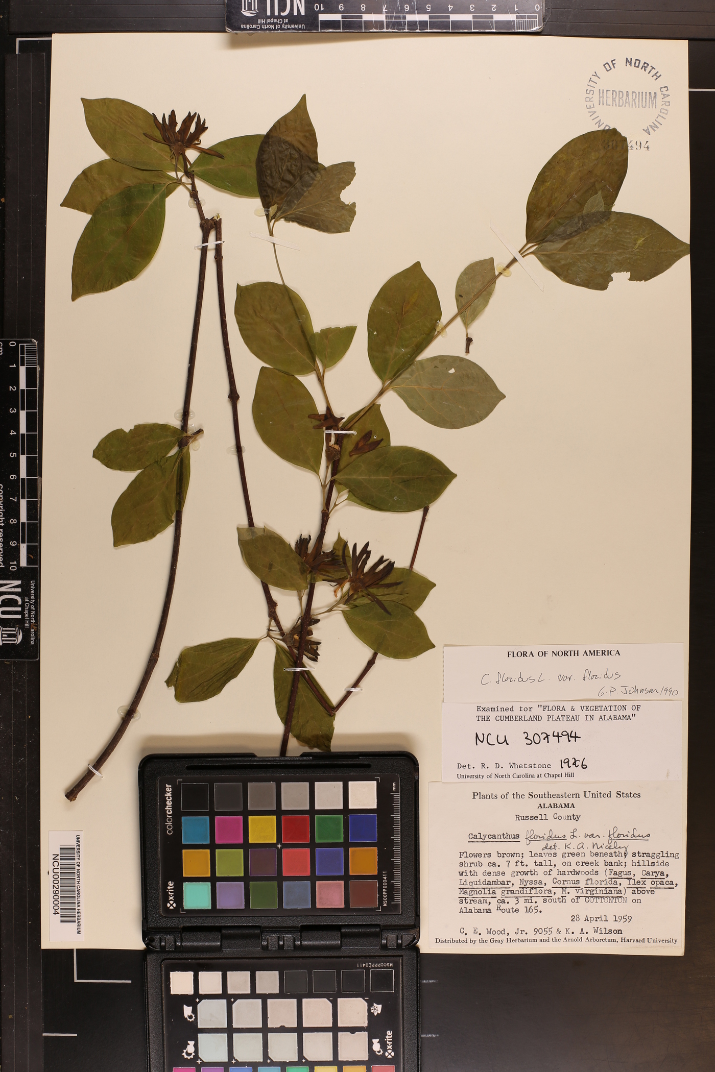 Calycanthus floridus var. floridus image