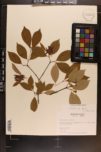 Calycanthus floridus var. floridus image