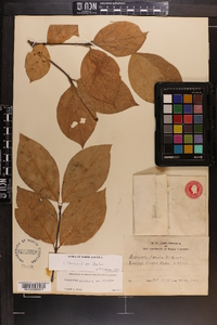Calycanthus floridus image