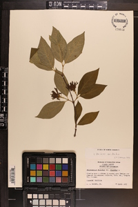 Calycanthus floridus image