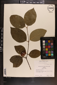 Calycanthus floridus image