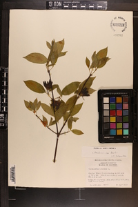 Calycanthus floridus var. floridus image