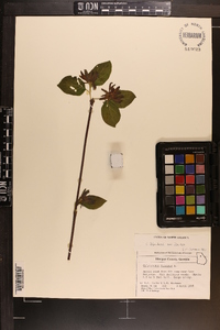 Calycanthus floridus var. floridus image